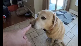 Maggie Counter Surfing | Counter Surfing Dog | Guilty Dog