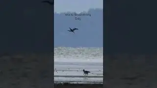 Coyote plays with heron at dawn - World Biodiversity Day - boundary bay 