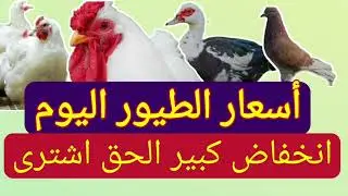 أسعار الفراخ البيضاء اليوم سعر الفراخ البيضاء اليوم الجمعة 16-8-2024 بورصة الدواجن