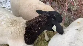 Sheep in the Arizona Snow 20221103