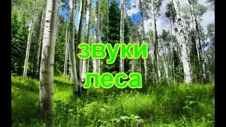 Звуки природы. Птицы поют в лесу
