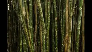Breaking Bamboo Branch Sound Effect 1