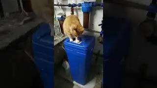 Начальник цеха Василий 😽 🐈