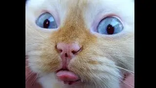 Лучшие приколы с Котами.Подборка смешных и интересных видео с Котами .