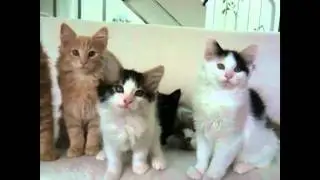 Dancing Kittens Likeboe