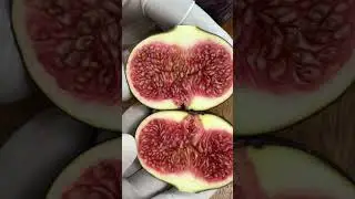 Fig Healthy Fruit !! 