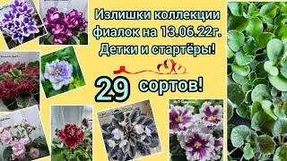 Излишки коллекции фиалок, детки и стартёры! 29 сортов! Высылаю почтой по России!