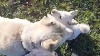 Азия сама одна пасет овец затем играется с Бураном