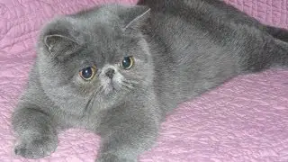 Как выглядет самая экзотическая кошка