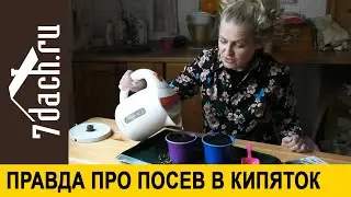Вся правда про посев в кипяток: как это делать, чтобы получить максимум пользы - 7 дач