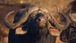 African Safari | Thornybush Game lodge |  Game drive | wildlife