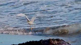 Video con el Nikon 80-400 AF-s, Probando a mano el VR.