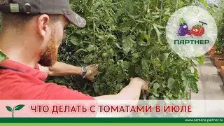ЧТО ДЕЛАТЬ С ТОМАТАМИ В ИЮЛЕ