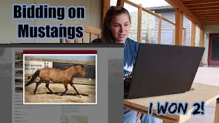 Selecting Mustangs to Bid on... I Won Two!