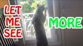 Cat sees for the first time ever the world !!
