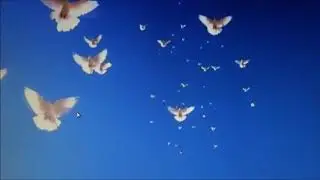 Мой  фильм  НИКОЛАЕВСКИХ  СТАЯ