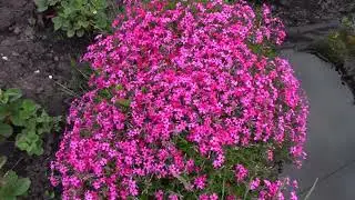 9 PINK flowers