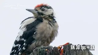 GREAT SPOTTED WOODPECKER | SONY A1 VIDEO TEST 8K 4K