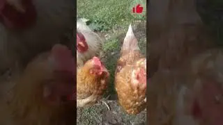 Танкист против Петуха!