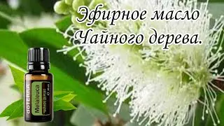 Эфирное масло Чайного дерева. 