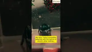 Is Toby Evolving? #pestweek #pestnews #jumpingspider #weird #knowledgesharing #foryou #shorts