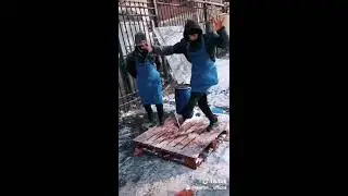 Калинка 