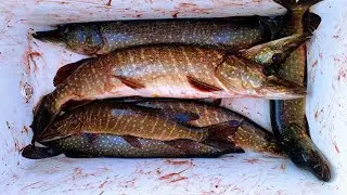Pike eldorado. Fishing 2022 , Pike fishing, Spinning fishing in the swamp.