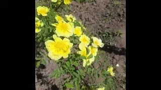 Роза Хугоніс ( Rosa hugonis )