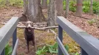 FUNNY DOG TRY CROSS THE BRIDGE WITH A BOUGH IN HIS MOUTH