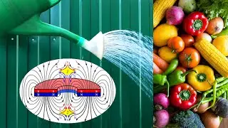 Good harvest 🍆🍅 no cost. Magnetic 🧲 water for irrigation 🌱 plants from a watering can.