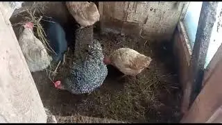 Все с этим сталкивались у кого есть хозяйство.