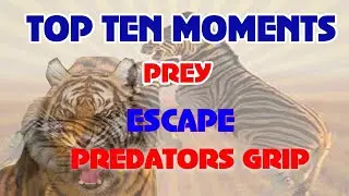 ANIMALS Escape PREDATORS Top escape Moments