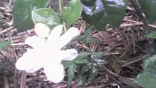 what is the name of this flower ?