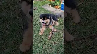 Triton's Walk Souvenir - BIG STICK