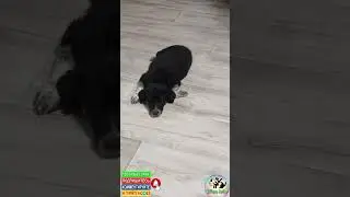 Закололи ребёнка