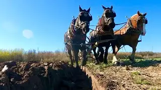 Farming the Simple Way! // Three Horses Plowing a Corn Field