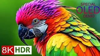 MOST BEAUTIFUL PARROTS 8K Ultra HD HDR Dolby Vision