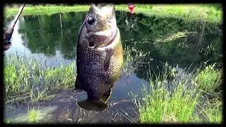 Fishing with a Dog and a MAD BULL
