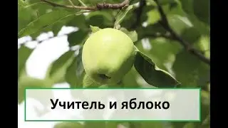Учитель и яблоко
