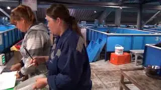 Артель старателей 