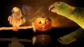 halloween foto actie 2019 bij Dieca