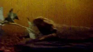 Kristen Stewart in Panic Room starring lizzie the lizard