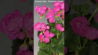 Цветунья Dynasty Daji - Династия Даджи,  шикарное домашнее цветение и это после обрезки в феврале