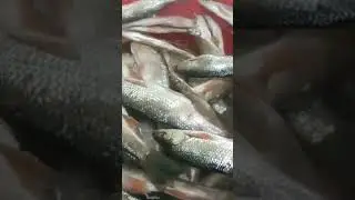 Повешу вялить рыбу и опять в путь. Присоединяйтесь!
