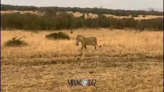 lioness & cubs