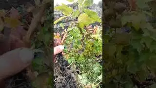 Черная смородина в междурядье клубники.