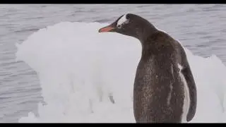 ANTARCTICA XXI: Gentoo Penguin on Ice