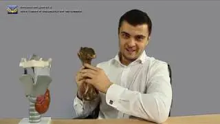 БДЕ Парамита. Соединительные ткани