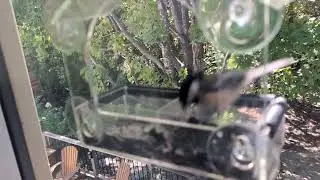 A Chickadee has a plenty to say today