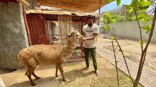 Lama Agiya Bht Cute Hai😍